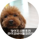 라이코 바이탈 코리아 이미지