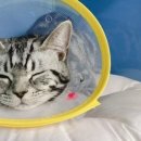 다란동물병원 이미지