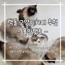 폴인캣츠 | 폴인캣츠 랙돌 고양이카페 추천