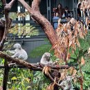 (주)신정중한국제여행사 | 호주 시드니 여행 코스 추천 타롱가 주 동물원 입장권 페리 타고 가는법