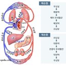 혈액순환(Blood Circulation)이 문제 이미지