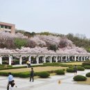 경희대학교 국제대학원 이미지