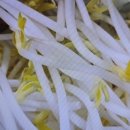하사여성경로당 | 숙주나물은 신숙주의 변절을 상징하는가? 시대에 따라 평가가 달라진 신숙주와 송강 정철