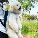 퍼피럽