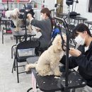 애견미용 이미지
