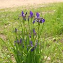 아이리스 이미지