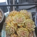 바디스 이미지