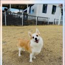 김제강아지 이미지