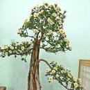 마산가고파 국화축제장 이미지