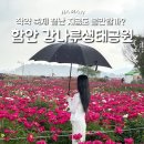 안청공원2 | 함안 강나루생태공원 작약 청보리축제 끝난 지금도 볼만할까?