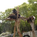 애완동물원 이미지