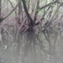 맹그로브숲 이미지