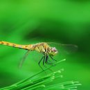 잠자리팬션 이미지