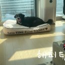 털찐댕댕이 이미지