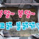 블랍아쿠아