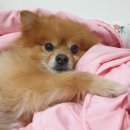 신장동물병원 이미지