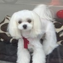 아이엠 동물병원 | 아이엠동물병원 강아지 슬개골 탈구 수술 양쪽 4기 수술비용과 8개월 후기