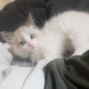 낭만고양이(강서점) 이미지