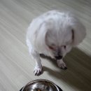 뚱땡이야채과일