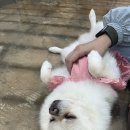 함께할 개 네이버블로그