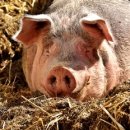 예쁜돼지 이미지