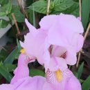 시장이 반찬 이미지