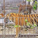 호랑이농장 이미지