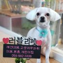 함안 애견샵 러블리펫 이미지
