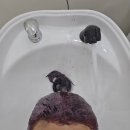 [원신흥동미용실 유성미용실 유성머리맛집] 너를,봄 염색 후기 바이올렛 레드 변신 성공