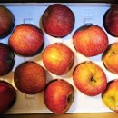 신흥농장 이미지