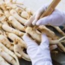 금산인삼종합전시관 이미지