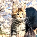 캣앤캣 고양이 병원 티스토리