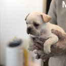 오늘도, 아름답개 | 크림 프렌치 불독 분양 "줄리엣" 아름답개!