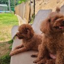 개두방정 이미지