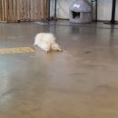 강아지트 이미지