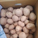 보리카우 이미지