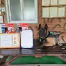 노일호 특수목적견 이미지