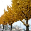 전막~강북교차로 이미지