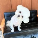 멍구르르 이미지