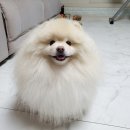 남부켄넬 이미지