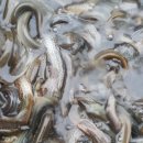 광성추어탕 이미지