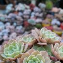 스카이로즈