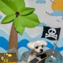 늘 예쁘개 이미지