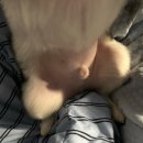 뽀드미엘 | 대구애견미용 잘하는곳 [뽀드미엘] 미쯔 견생 첫 가위컷 후기