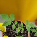 [내 돈 내산]🍅 블랙다이아몬드 블루베리 토마토 성장일기 #41