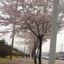 인천자유공원의 벚꽃과 인천대공원 벚꽃 이미지