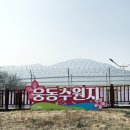 웅동마을 | 진해가볼만한곳 진해소사마을 벚꽃명소 웅동수원지 벚꽃단지 방문후기