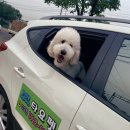 영애견 - 강서구 곰달래로 199 | 영애견