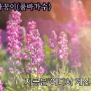 🎼아파요/까꿍이 (품바가수) 이미지