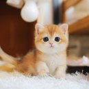 수원고양이분양 나비캣 이미지